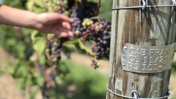 Harvest grapes off a vine of Cabernet Franc.